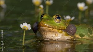 Green marsh frog (Pelophylax ridibundus) mating call