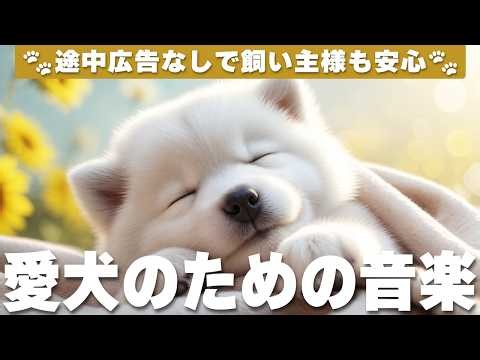 愛犬が落ち着く音楽 (12時間広告なし) 🐶 癒しのピアノ 犬が安心する音楽 | 長時間のお留守番 / vol.1191