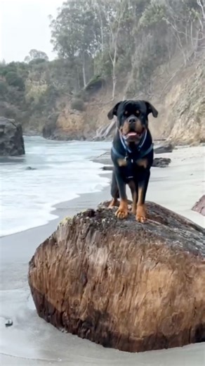 What I thought I was getting VS what I actually got. 😂 #rottweiler #babyrottweiler #puppy