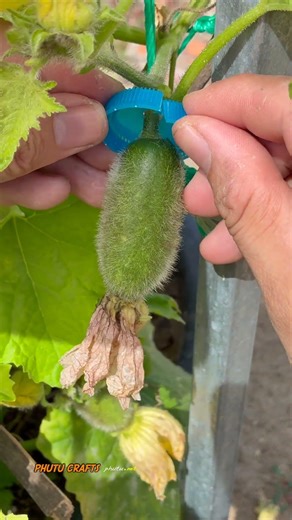 A plastic bottle around wrap the Green Pumpkin #athome