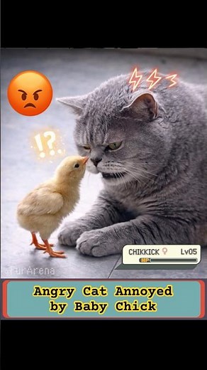 Intense Pokemon fight in Real Life! Tiny Chicken vs CAT - FurArena #pokemon #irlpokemon #cyborg