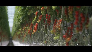 Meet the man who dared to grow tomatoes in the deserts of the UAE. Where your idea can become a reality. Advertisement feature presented by The Emirates. | BBC StoryWorks