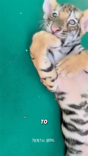 2.1K views · 25 reactions | “Did you know baby Tiger Cubs” | Mortal Being | Facebook