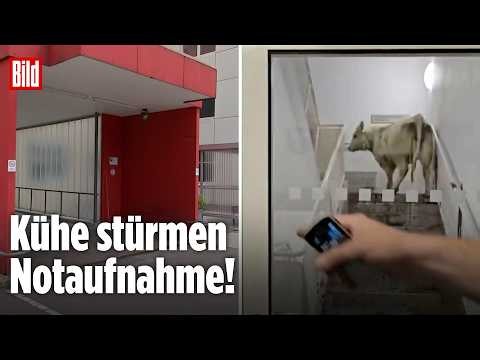 Alarm in Wolfhagen: Kühe in der Notaufnahme!