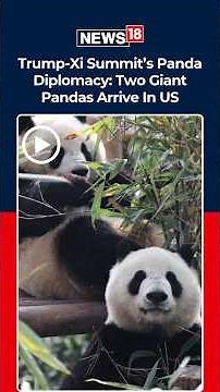 Trump-Xi Summit Afterglow: China’s Pandas Ping Ping & Fu Shuang Arrive In Atlanta | N18G