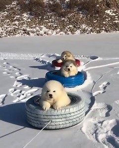 776K views · 12K reactions | La sanius | Mango Music Romania | Facebook