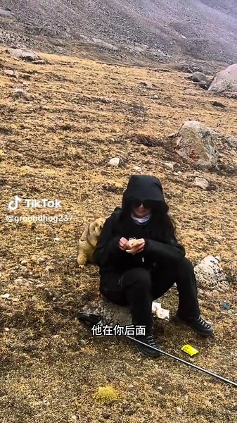 #groundhog #pet #cute #animal