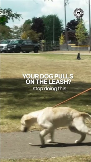 Why Your Dog Pulls on the Leash (And How to Fix It) #dogbehavior #leashtraining #dogshorts