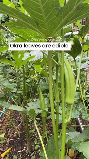 3.1M views · 24K reactions | Okra leaves are edible, you can cooked similarly to other leafy greens like spinach. Young leaves can be eaten raw in salads or added to stir fry and soup. Okra leaves are nutritious, containing vitamins A and C, calcium, iron, and fiber. They’re good for health benefits. | Growwithnith | Facebook