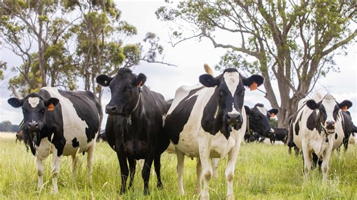 Research shows dairy beef can be high quality