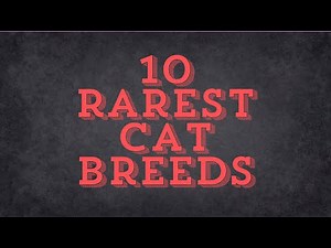 Top 10 Rarest Cat Breeds in the World! 🐱🌍 | Discover Unique & Exotic Felines