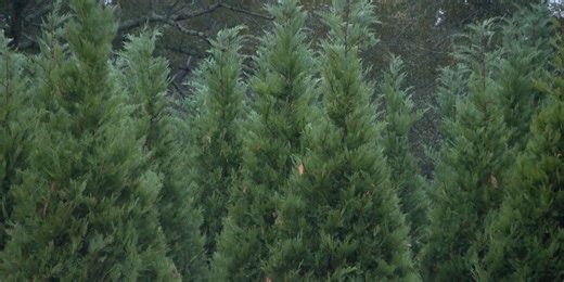 Local Christmas tree farms bounce back after drought for busiest weekend of the year