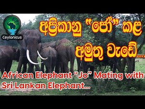 An African Elephant Mating with Srilankan Female Elephant at Ridiyagama Safari Park-