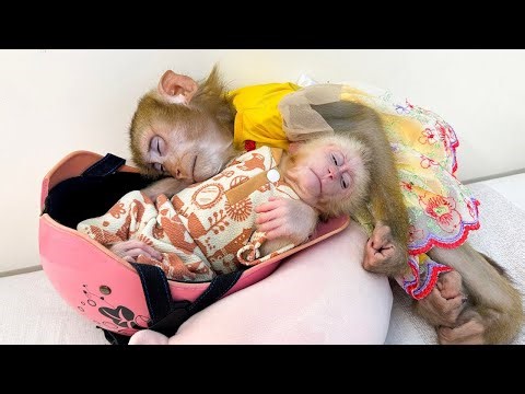 Monkey Kaka hugging Monkey Mit while they sleep next to a helmet is so cute!