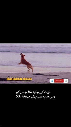 short video #memes #poetry #sadcoversong #sadmusic #quotes #sadsong #sadpoetry #iclamic #sadsongs