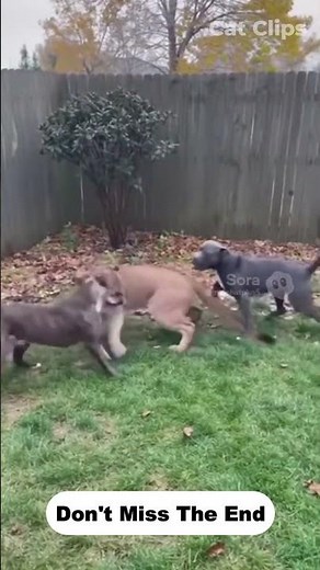 Leopard Attacks Pitbull | Wild vs Domestic Dog Fight Shocking Moment