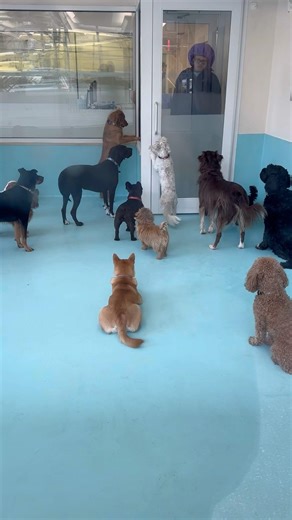 Doggy day care is real life! #nyc #dog #dogshorts #adorable #high #shorts #youtubeshorts #cute