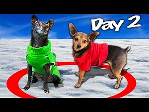 Last to Leave the Snow Wins Challenge! PawZam Dogs