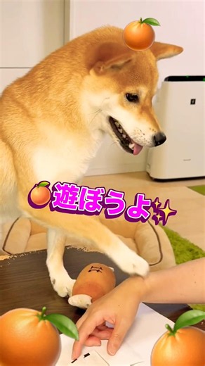 【癒し】仕事中のママに猛アピール！お気に入りのおもちゃを持ってきて「遊ぼうよ」としつこく誘う柴犬が可愛すぎるw 2026年6月17日