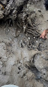 721K views · 4.1K reactions | Lots of Mud Clams | Ran Olivares | Facebook