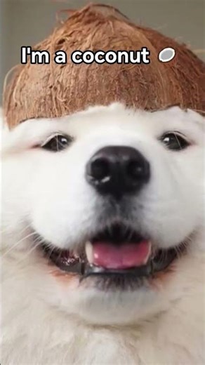 coconut(dog version)