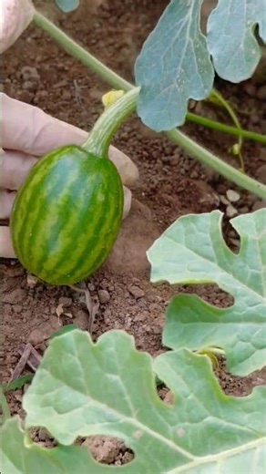 23 Mart 2026 #garden #gardening #keşfet #seradan #karpuz