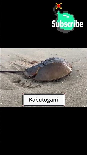 What are Kubuto and Kabutops? #pokemon #pokemoncommunity #pokemonfacts