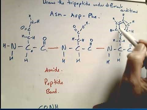 Drawing polypeptides