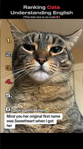 Ranking Cats Understanding English😸🧠 (You Won't Believe No.1) #shorts