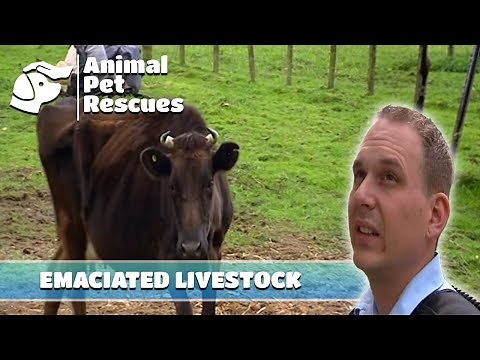 SPCA's Urgent Rescue Mission to Save Starved Animals | Full Episode | Animal House