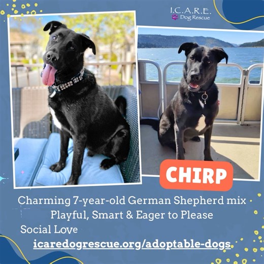 🐾 CHIRP 🐾 He is a handsome seven-year-old German Shepherd mix weighing 93 lbs who has the heart of a puppy wrapped in the wisdom of a grown-up dog. Chirp is a total lovebug who adores his humans, smart and sensitive with the perfect balance of cuddle buddy and outdoor adventurer. Food-motivated and eager to please, he thrives when given a job or task and loves his walks and mental stimulation. Chirp gets along well with other dogs, is respectful of cats, and would do best in a home with older 