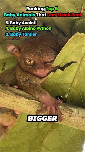 Ranking Top 5 Baby Animals That Don’t Look Real!