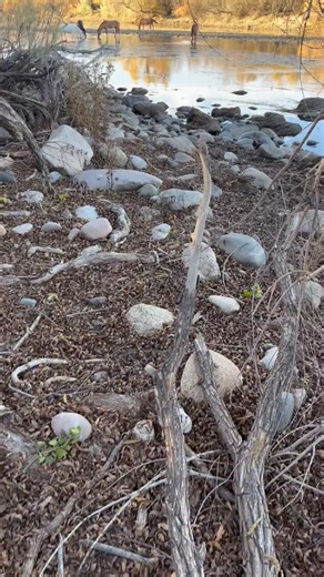 The lighting and reflections of the Wild Horses on the Lower Salt River were spectacular! It was a photographer’s dream, as I got some amazing images for my gallery. | Jeremy Johnson Photography