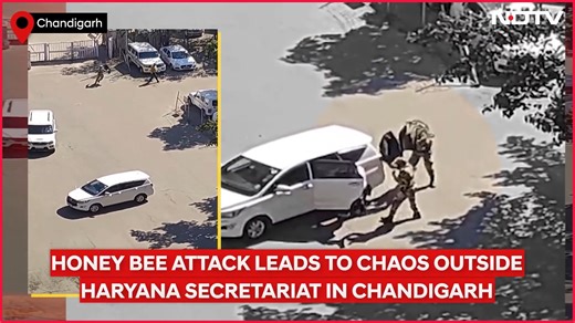 53K views · 187 reactions | At least two Central Industrial Security Force (CISF) personnel were injured after a swarm of bees surrounded the Haryana Civil Secretariat in Chandigarh on Tuesday. Several videos of the incident, which have gone viral, show CISF personnel swatting away the bees with their jackets. Read more: https://www.ndtv.com/india-news/video-swarm-of-bees-surround-haryana-secretariat-2-cisf-personnel-injured-7740091 | NDTV | Facebook