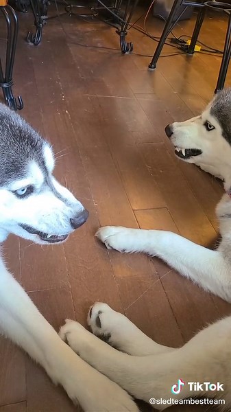 Never a day without the pooches growling at each other. #brats #growl #teefies #sledteambestteam #pet #dog #husky #huskies #siblings #playtime #bark #pooches