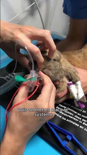 Behind the scenes: How does anesthesia work in rabbits?