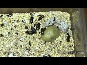 The insect diet: Save money and lose weight