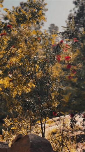 #lines💔 #asmaar “”La Zra🫀 mi wata I ye khndaa di zan sra wasata”🥀🥀#foryoupage