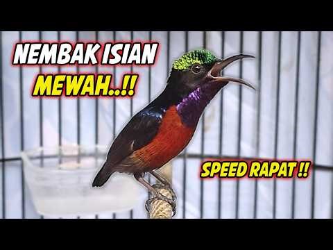 MASTERAN KOLIBRI NINJA GACOR FULL ISIAN ROLL TEMBAK MEWAH !! PANCINGAN KONIN BAHAN TEMBAKAN SULTAN