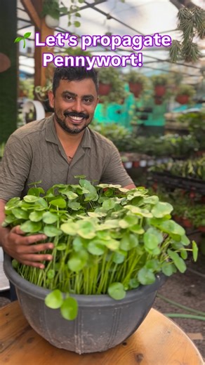 𝐋𝐎𝐑𝐀 𝐆𝐫𝐞𝐞ns on Instagram: "From cutting to growing 🌱 Pennywort propagation made easy Beginner friendly | Low maintenance Available now in Calicut #PennywortPlant #PennywortPropagation #PlantPropagation #IndoorPlantsIndia #EasyCarePlants #GreenHome #BalconyGarden #HomeGarden #PlantLovers #NurseryLife #CalicutPlants #KozhikodePlants #CalicutNursery #KozhikodeBusiness #Loragreens"