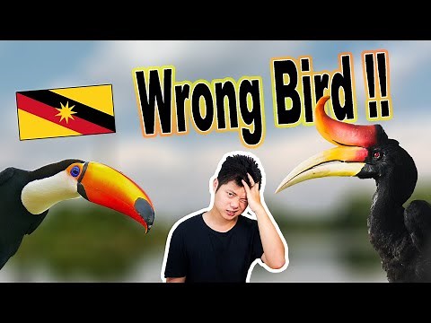 Differences Between Toco Toucans and Rhinoceros Hornbills (THEY ARE VERY FAR!)