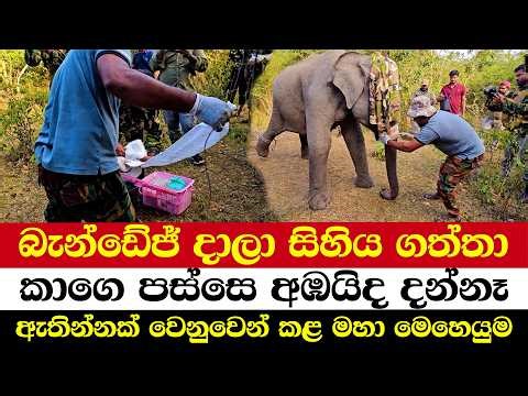 බැන්ඩේජ් දාලා සිහිය ගත්තා | කාගෙ පස්සෙ අඹයිද දන්නෑ