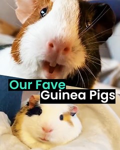 22K views · 938 reactions | Safe to say we're obsessed with Guinea Pigs | Animal Antics | Facebook