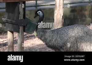 An emu eating from a feeder