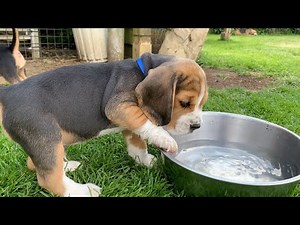 Beagle Puppies Howl and Barks : Cute Compilation!