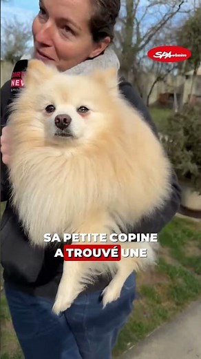 CHIEN A ADOPTER SPA GENÈVE
