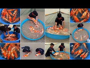A FULL POND of HIGH-QUALITY KOHAKU KOI FISH from MARUYAMA KOI FARM