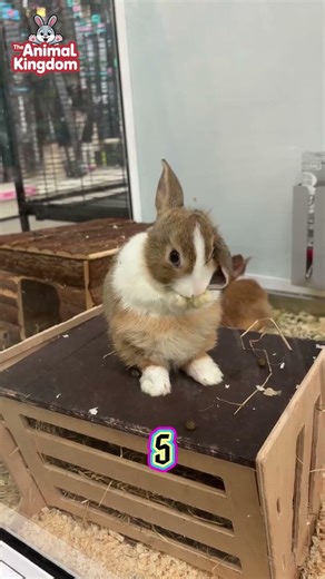 Top 10 features of the Dutch Rabbit 🐰✨