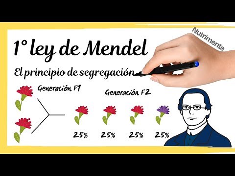 MENDEL'S FIRST LAW [The principle of segregation]