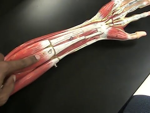 Muscles of the Arm Model Review
